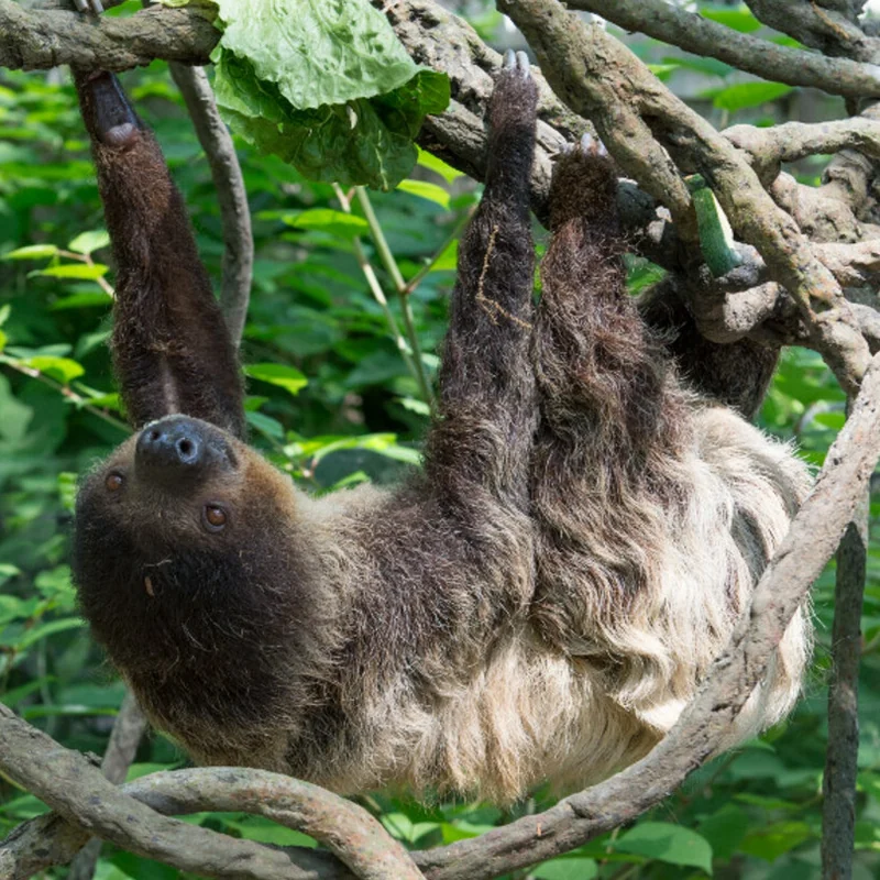 Hoffmann’s two-toed sloth