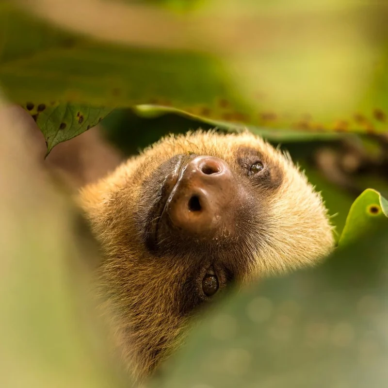 Three-toed sloth in the wild